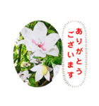 セシボン花の言葉①（個別スタンプ：1）