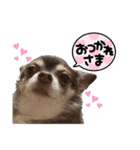 まろぽちぇスタンプ②（個別スタンプ：8）
