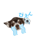 まろぽちぇスタンプ②（個別スタンプ：14）