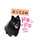 黒ポメラニアンのでびるる（個別スタンプ：1）