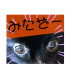 黒ポメラニアンのでびるる（個別スタンプ：3）
