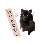 黒ポメラニアンのでびるる（個別スタンプ：5）
