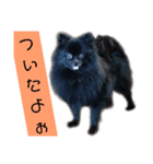 黒ポメラニアンのでびるる（個別スタンプ：6）