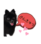 黒ポメラニアンのでびるる（個別スタンプ：7）