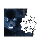 黒ポメラニアンのでびるる（個別スタンプ：11）