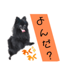 黒ポメラニアンのでびるる（個別スタンプ：14）