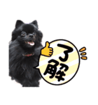 黒ポメラニアンのでびるる（個別スタンプ：16）