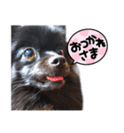 黒ポメラニアンのでびるる（個別スタンプ：19）