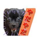 黒ポメラニアンのでびるる（個別スタンプ：21）
