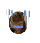 かわいいペット達！！（個別スタンプ：4）