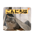 かわいいペット達！！（個別スタンプ：8）