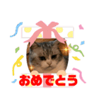 かわいいペット達！！（個別スタンプ：14）