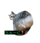 かわいいペット達！！（個別スタンプ：16）