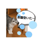 かわいいペット達！！（個別スタンプ：21）