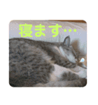 かわいいペット達！！（個別スタンプ：22）