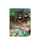 かわいいペット達！！（個別スタンプ：23）