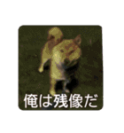 かわいいペット達！！（個別スタンプ：37）