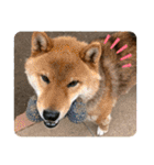 かわいいペット達！！（個別スタンプ：38）