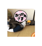 オスニャンズにゃん（個別スタンプ：1）
