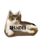 ももとはちみつ ふたりはなかよし（個別スタンプ：3）