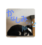 ももとはちみつ ふたりはなかよし（個別スタンプ：13）