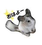 おもちのもちこちゃん/チンチラchinchilla（個別スタンプ：1）