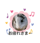 おもちのもちこちゃん/チンチラchinchilla（個別スタンプ：2）