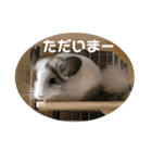 おもちのもちこちゃん/チンチラchinchilla（個別スタンプ：3）