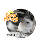おもちのもちこちゃん/チンチラchinchilla（個別スタンプ：4）