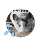 おもちのもちこちゃん/チンチラchinchilla（個別スタンプ：6）