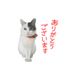 猫たちの暮らし（個別スタンプ：1）