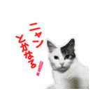 猫たちの暮らし（個別スタンプ：2）