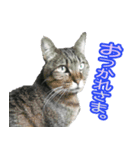 猫たちの暮らし（個別スタンプ：4）