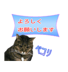 猫たちの暮らし（個別スタンプ：5）