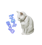 猫たちの暮らし（個別スタンプ：7）