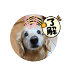 びーちゃん家族【12】（個別スタンプ：29）