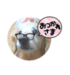 びーちゃん家族【12】（個別スタンプ：31）