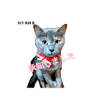 動物愛護団体NYANS⑤（個別スタンプ：5）