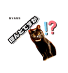 動物愛護団体NYANS⑤（個別スタンプ：7）