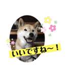 梅吉くん 弍の巻（個別スタンプ：3）