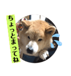 梅吉くん 弍の巻（個別スタンプ：4）