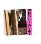 梅吉くん 弍の巻（個別スタンプ：6）