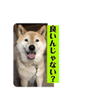梅吉くん 弍の巻（個別スタンプ：9）