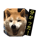 梅吉くん 弍の巻（個別スタンプ：11）