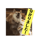 梅吉くん 弍の巻（個別スタンプ：12）