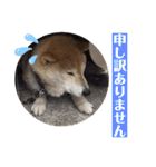 梅吉くん 弍の巻（個別スタンプ：13）