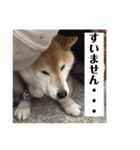 梅吉くん 弍の巻（個別スタンプ：14）