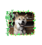 梅吉くん 弍の巻（個別スタンプ：15）