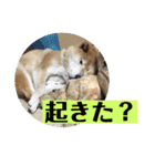 梅吉くん 弍の巻（個別スタンプ：22）