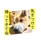 梅吉くん 弍の巻（個別スタンプ：25）